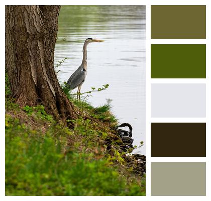 Grey Heron Bird Lake Image